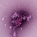 Bakterie Bacillus subtilis wybarwione nigrozyną