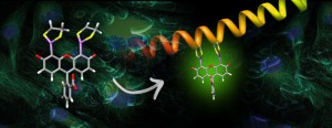 BiarsenicalProbes