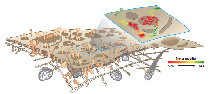 Schematic representation of cell membrane. The actin-based cytoskeleton below the lipid bilayer interacts with some proteins. In the top view, brown regions denote domains. In the zoomed-in area, the trace  of a single molecule is color-coded as a function of its motion, in the vicinity, or outside of a nanodomain (from He and Marguet, 2011).