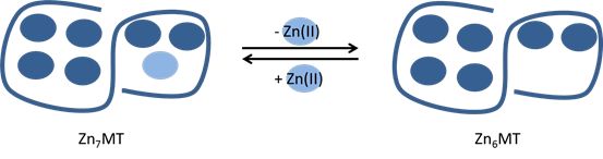 Fully saturated with Zn(II) ions metallothionein (MT) forms Zn7MT complex. Seventh Zn(II) ion bound to metallothionein (in light blue) is considered as loosely bound and responds for unique Zn(II) buffering properties of metallothionein. This properties allow this protein to act as a donor and an acceptor of Zn(II) ions, and to maintain Zn(II) ions homeostasis in a cell