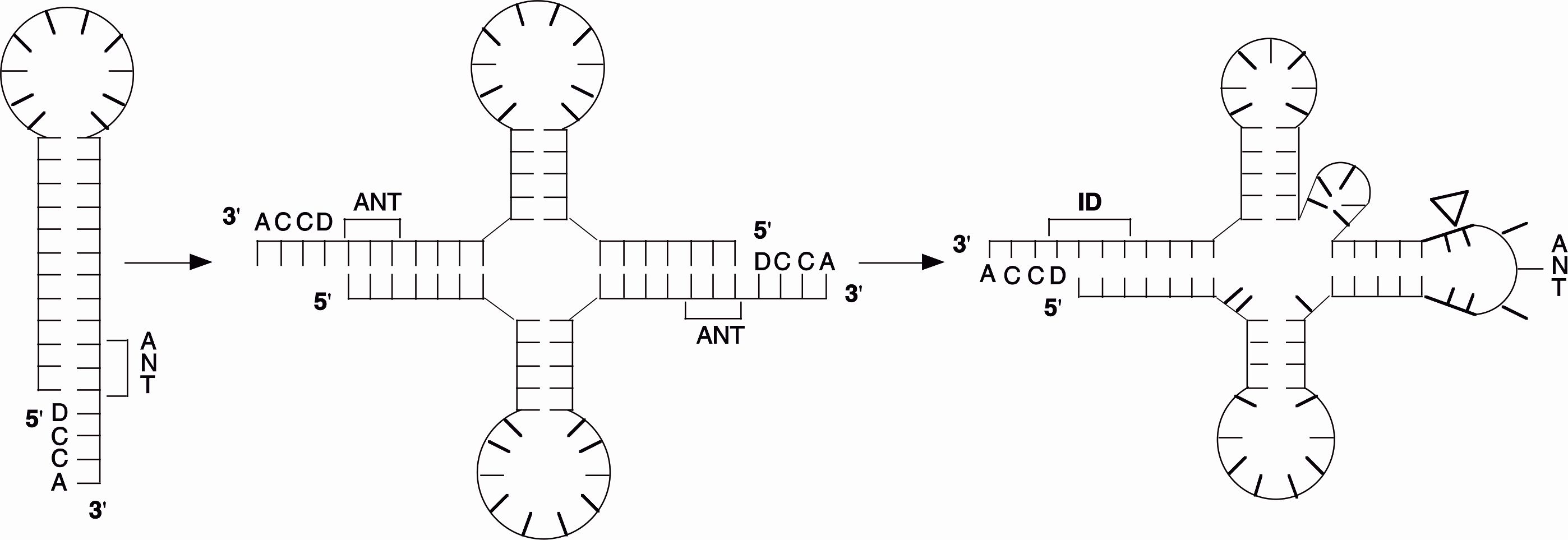 Model pochodzenia cząsteczki tRNA.
