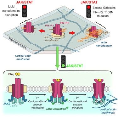 Glycosylation-Dependent IFN-γR Partitioning in Lipid and Actin Nanodomains is Critical for JAK Activation