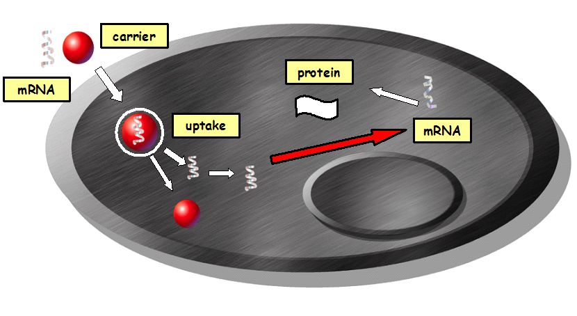 Modulacja funkcji komórek za pomocą mRNA zamkniętego w nośnikach opartych na lipidach i polimerach