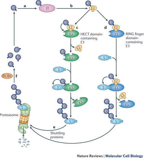 Schematic representation of ubiquitin-proteasome system (from: Weissman et al., Nature Reviews Molecular Cell Biology, 2011) 
