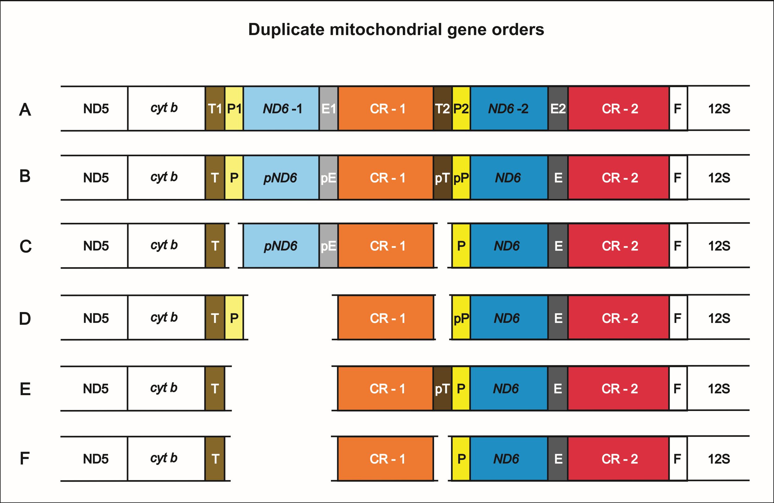 Rearanżacje genów flankujących region kontrolny (CR) poznane dla genomów mitochondrialnych reprezentatywnych przedstawicieli Psittaciformes. 
