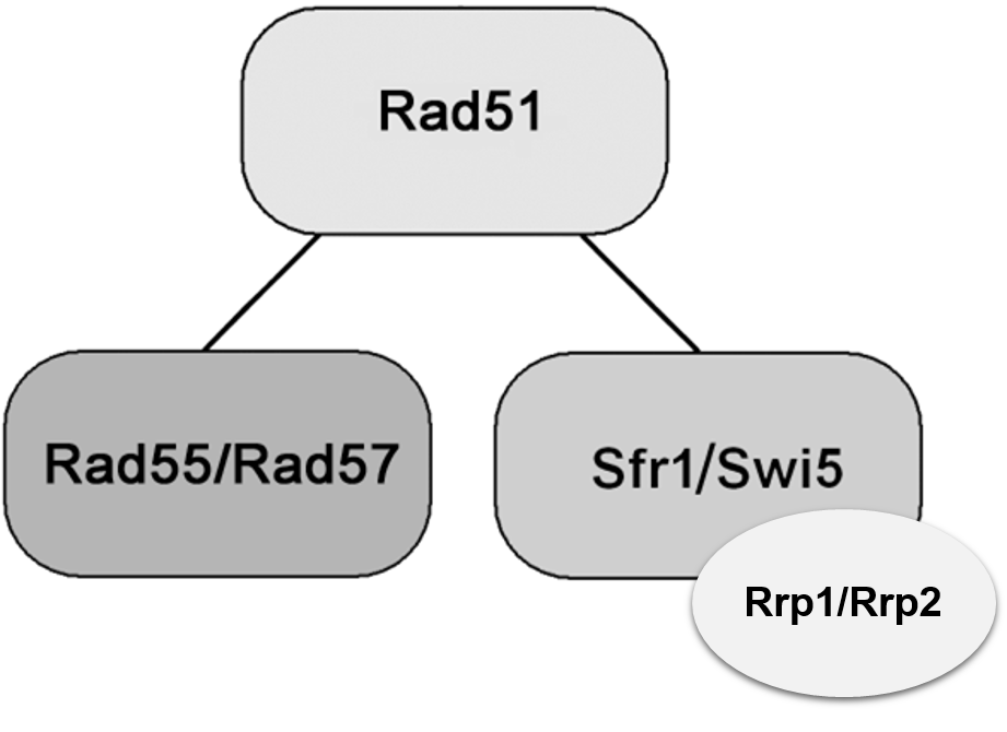 Rad51 and homologous recombination mediators.