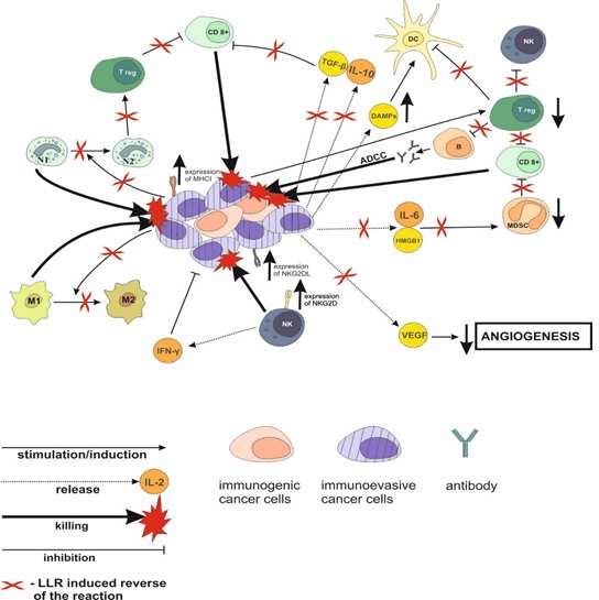 Anticipated mechanisms of the LLR-induced restoration of anti-neoplastic function of the immune system within tumors.