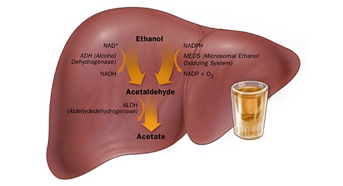Metabolism of ethyl alcohol in the liver.