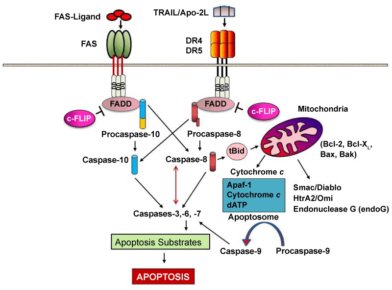 Extrinsic apoptotic pathway.
