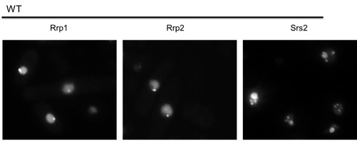 Białka Rrp1, Rrp2 i Srs2 tworzą spontaniczne skupiska w jądrze komórkowym.