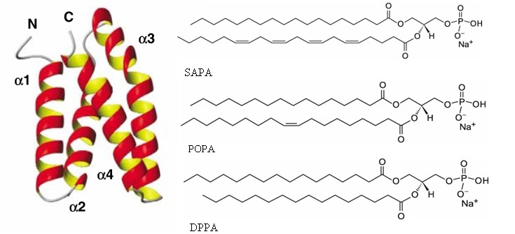 Structure of FRB domain and phosphatidic acids.