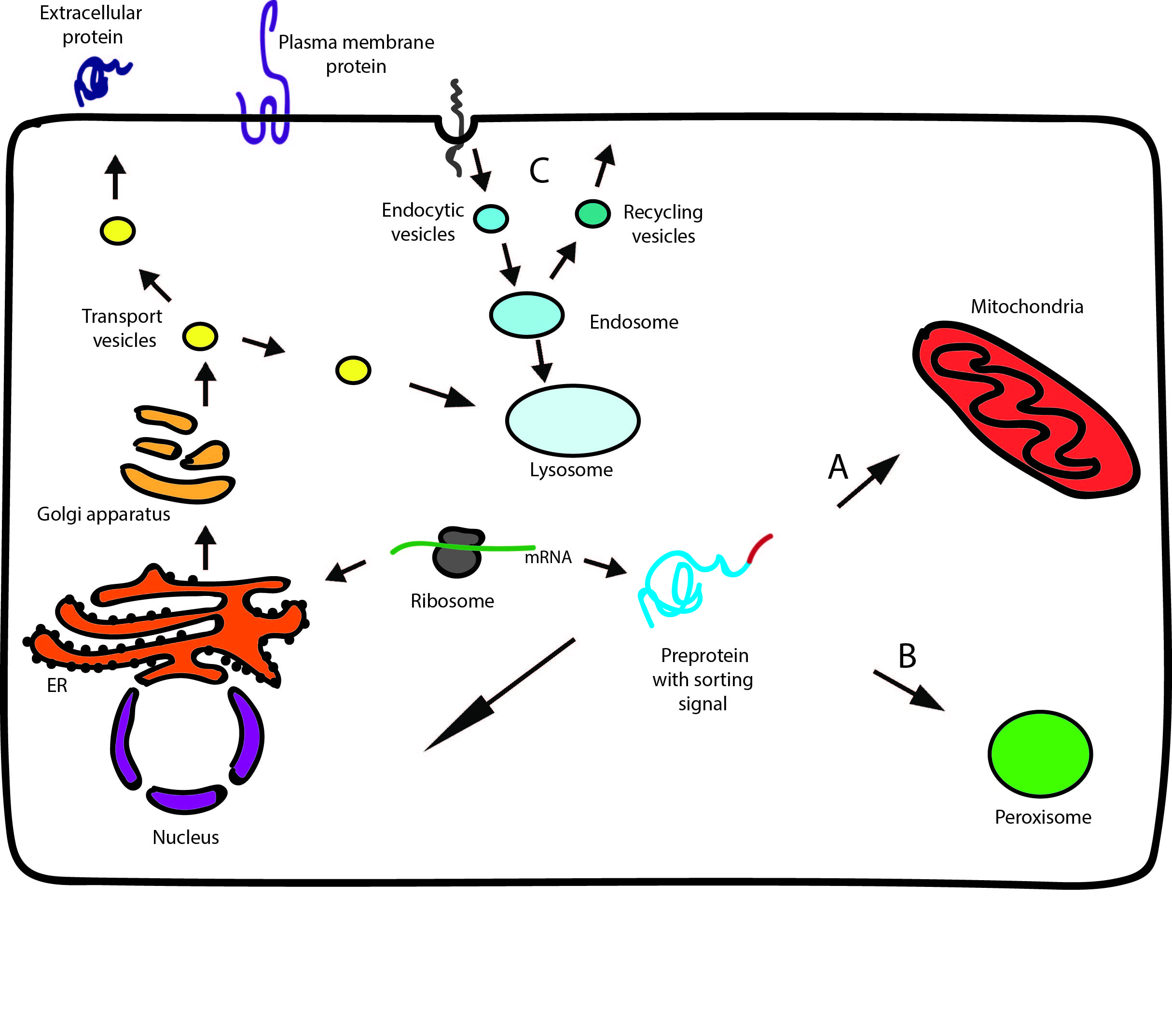 The schematic representation of cellular protein sorting routes. Newly synthesized proteins can be co-translationally sorted into ER (and endomembrane system). Alternatively, proteins after complete synthesis on free cytosolic ribosomes can be sorted into the final subcellular location (post-translational transport routes). The main topic of the presentation will be an interplay between cytosolic factors and organelle-specific receptors in the delivery of proteins to mitochondria (A), peroxisomes (B) and in the internalization of extracellular proteins of therapeutic potential (C). 