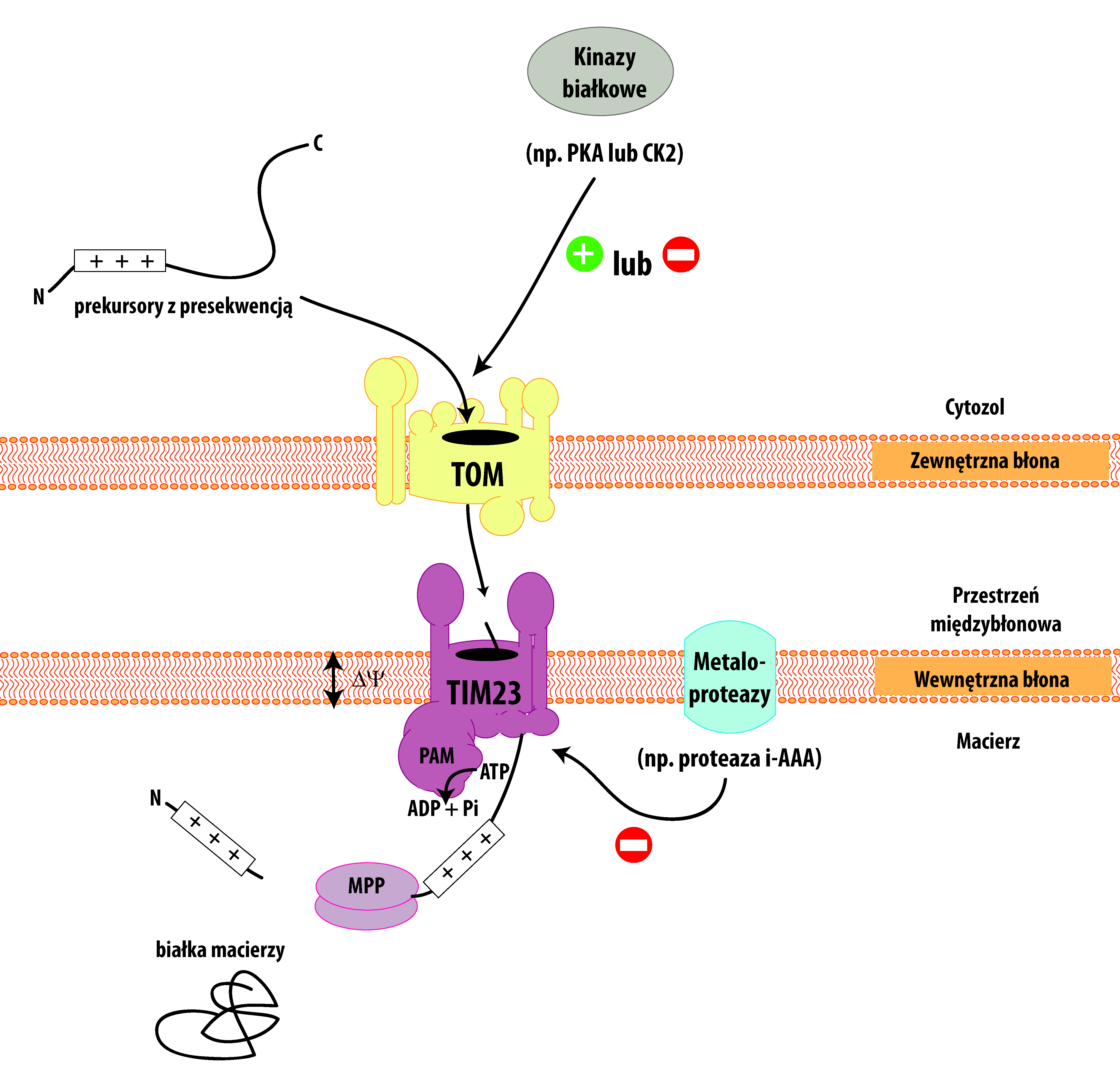 Schemat przedstawia główną ścieżkę importu prekursorów białek do mitochondrium. Większość białek mitochondrialnych syntetyzowana jest w cytozolu w formie prekursorów, które transportowane są do mitochondrium dzięki posiadaniu sekwencji kierującej (tzw. presekwencji). Prekursory te pokonują barierę zewnętrznej błony mitochondrialnej wykorzystując kompleks TOM, a następnie transportowane są poprzez wewnętrzną błonę mitochondrialną do macierzy z udziałem kompleksu TIM23. Import białek do mitochondrium może być regulowany posttranslacyjnie m.in. poprzez fosforylację komponentów kompleksu TOM przez cytozolowe kinazy lub proteolizę kluczowych podjednostek kompleksu TIM23. Te mechanizmy są tematem niniejszego wykładu. 