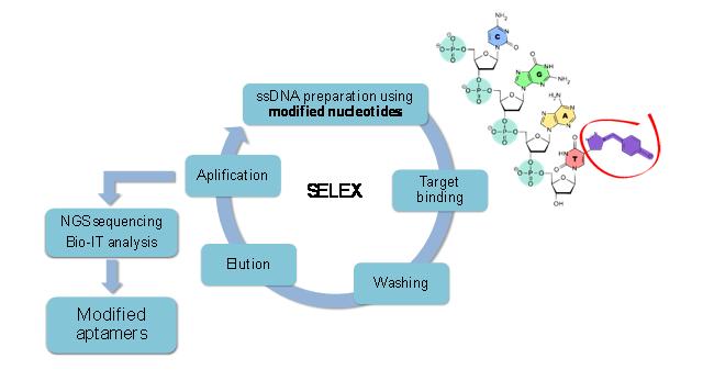 Rysunek obrazuje uproszczony schemat uzyskania modyfikowanych aptamerów techniką SELEX oraz strukturę jednego z nowych modyfikowanych nukleotydów opartych o resztę tymidyny zmodyfikowaną przy pierścieniu pirymidynowym poprzez dołączenie grupy chlorobenzylowej za pomocą reakcji „click chemistry”.