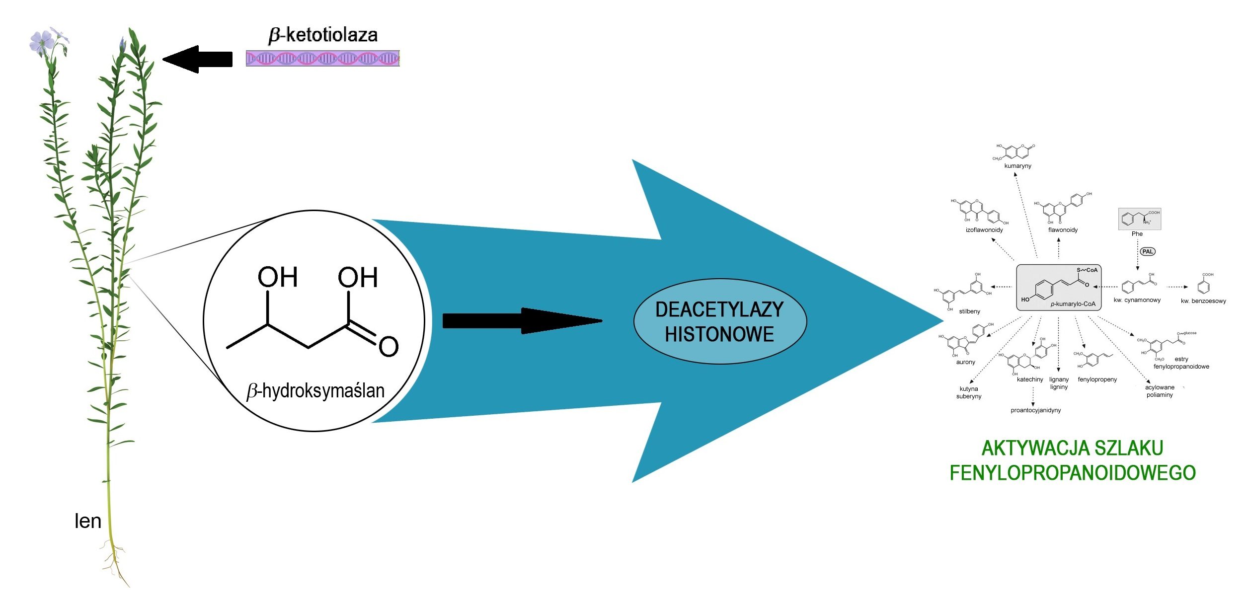 Wpływ betahydroksymaślanu na regulację ekspresji genów szlaku fenylopropanoidowego w lnie.