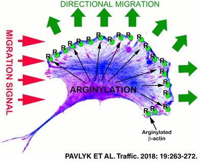 Arginylation regulates cells migration. Arginylated beta actin shows prominent enrichment at the leading edge of the cell. (See Pavlyk et al. Traffic 2018; 19(4):263-272).