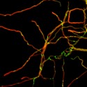 Streptomyces coelicolor produkujący podjednostkę polimerazy DNA (DnaN) w fuzji z GFP