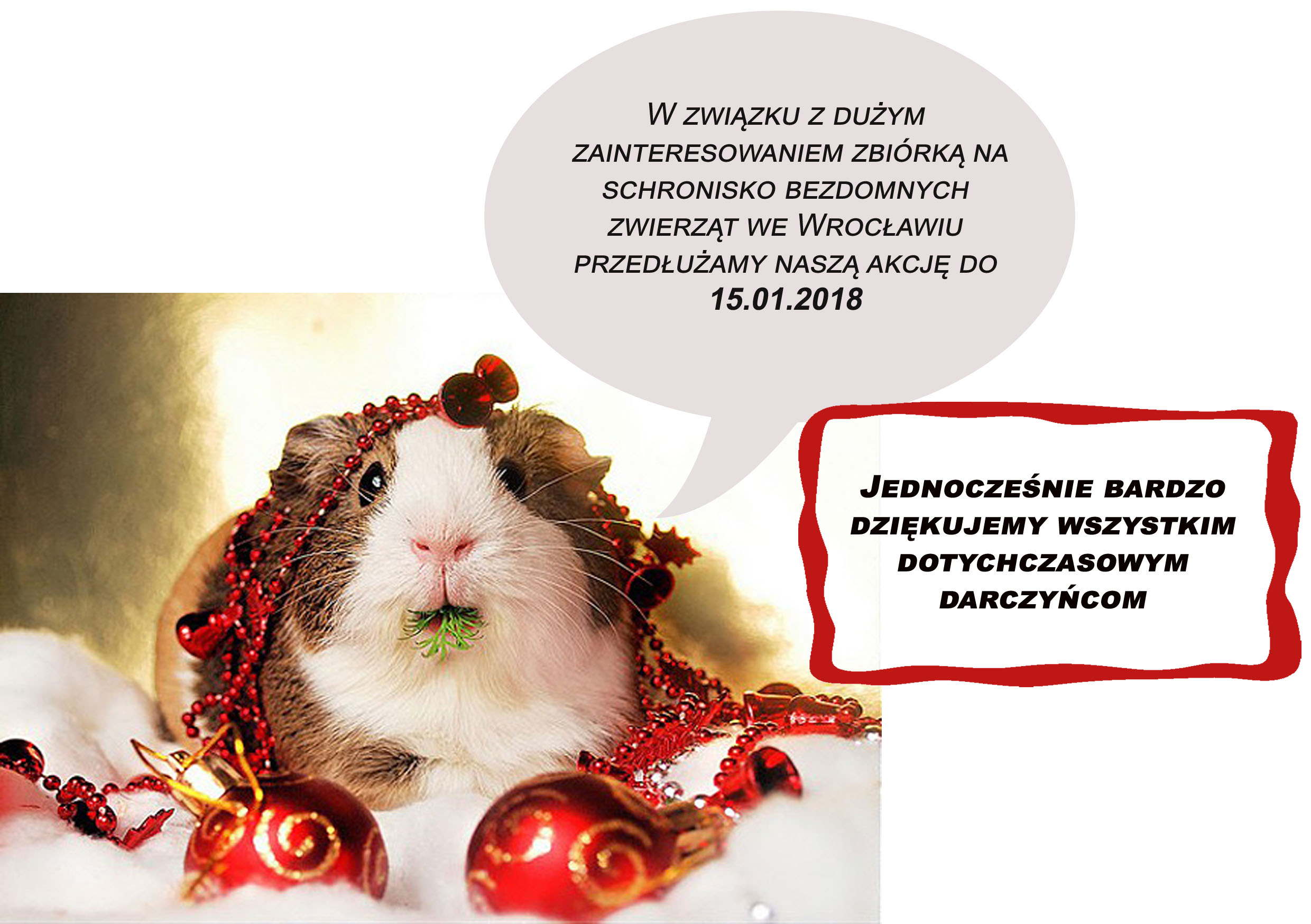 Świnka morska świąteczna kopia